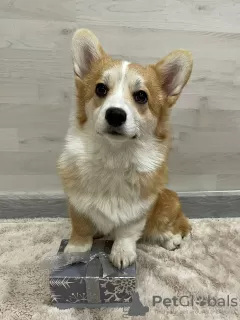 Photo №2 de l'annonce № 41302 de la vente welsh corgi - acheter à Fédération de Russie de la fourrière