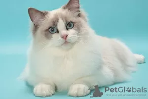 Photo №1. ragdoll - à vendre en ville de Пютте | Gratuit | Annonce № 128939