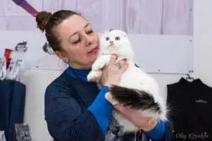 Photo №1. scottish fold - à vendre en ville de Koursk | Négocié | Annonce № 2501