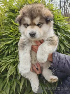 Photo №2 de l'annonce № 88443 de la vente malamute de l'alaska - acheter à La Slovénie annonce privée