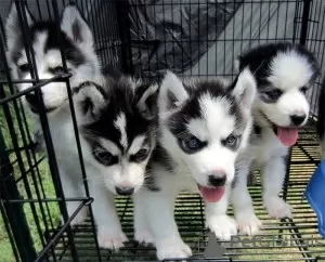 Photo №3. Chiots Husky Sibérien Pure Race Akc. La finlande