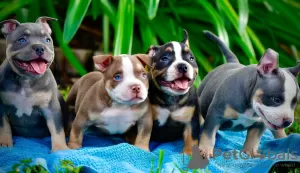 Photo №1. american bully - à vendre en ville de Dettenheim | négocié | Annonce №52290