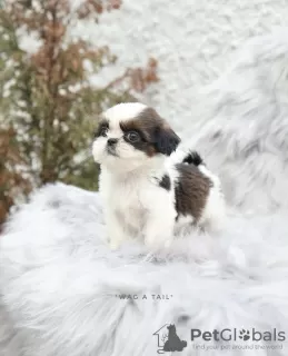 Photo №2 de l'annonce № 99566 de la vente shih tzu - acheter à Allemagne annonce privée, de la fourrière, de l'abri