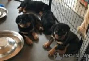 Photo №1. rottweiler - à vendre en ville de Oulu | Gratuit | Annonce №130786