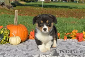 Photo №4. Je vais vendre welsh corgi en ville de Union City.  - prix - 473€