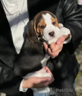 Photos supplémentaires: Chiots Beagle à vendre.