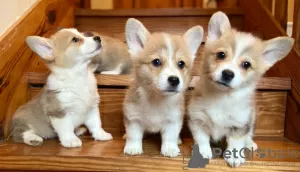 Photo №1. welsh corgi - à vendre en ville de Munich | négocié | Annonce №32222