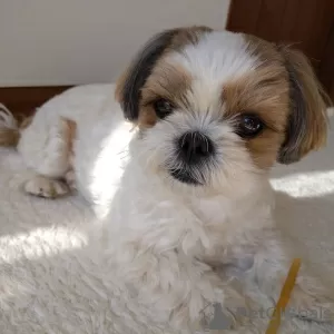 Photo №1. shih tzu - à vendre en ville de Керала | Gratuit | Annonce №74725