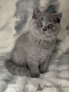 Photo №1. british shorthair - à vendre en ville de Münster | 350€ | Annonce № 128559