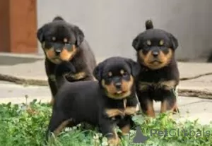 Photo №1. rottweiler - à vendre en ville de Garmisch-Partenkirchen | Gratuit | Annonce №130317