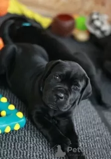 Photo №4. Je vais vendre cane corso en ville de Vilnius. annonce privée - prix - 350€