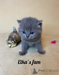 Photo №1. british shorthair - à vendre en ville de Москва | négocié | Annonce № 8764