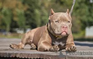 Photo №1. american bully - à vendre en ville de Rostov-sur-le-Don | négocié | Annonce №10861