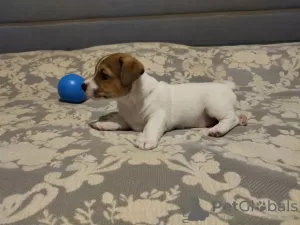 Photo №4. Je vais vendre jack russell terrier en ville de Minsk. éleveur - prix - 769€