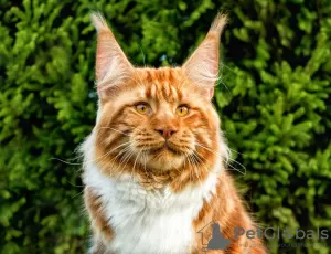 Photo №1. maine coon - à vendre en ville de Carolina Beach | 663€ | Annonce № 80350