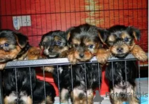 Photo №1. yorkshire terrier - à vendre en ville de Ориматтила | Gratuit | Annonce №128369