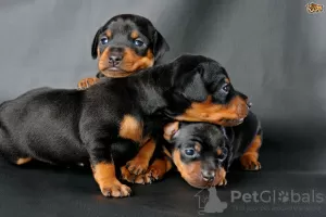 Photo №1. pinscher allemand - à vendre en ville de Hofheim am Taunus | négocié | Annonce №13096