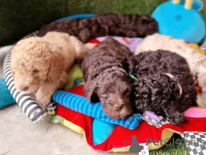 Photos supplémentaires: Labradoodle australien