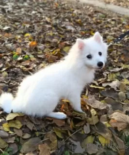 Photos supplémentaires: Chiots Spitz japonais