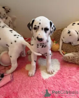 Photo №1. dalmatien - à vendre en ville de Nitra | 300€ | Annonce №29005