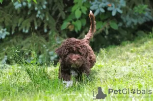 Photos supplémentaires: Chiots Lagotto Romagnolo