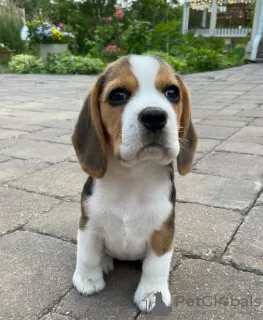 Photo №4. Je vais vendre beagle en ville de Würzburg. annonce privée - prix - 426€