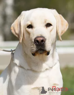 Photos supplémentaires: Chiots Labrador RKF