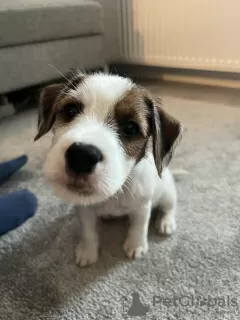 Photo №4. Je vais vendre parson russell terrier en ville de Vantaa.  - prix - 1500€