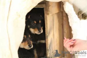 Photos supplémentaires: Chiots en cadeau