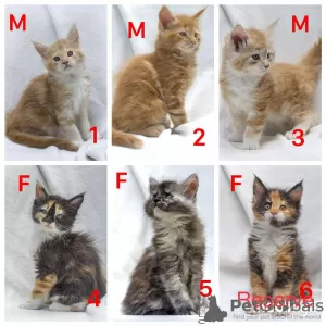 Photo №1. maine coon - à vendre en ville de Lviv | 423€ | Annonce № 11469