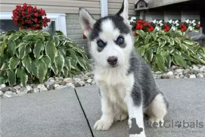 Photo №1. husky de sibérie - à vendre en ville de Varmaland | négocié | Annonce №73338