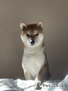 Photos supplémentaires: GARÇON SHIBA INU POUR L'ACCOUPLEMENT