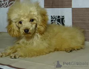 Photos supplémentaires: Fille caniche jouet, tasse à thé en peluche.