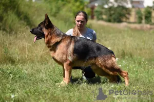 Photos supplémentaires: Chiots berger allemand