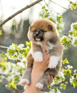 Photos supplémentaires: chiots akita inu