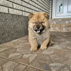 Photos supplémentaires: Chow-chow mâle