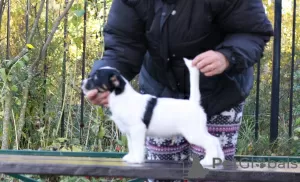 Photo №3. Chiot Jack Russell Terrier. Fédération de Russie