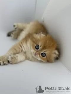 Photos supplémentaires: Chaton doré Scottish Fold