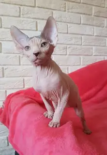 Photo №1. sphynx - à vendre en ville de Kiev | 2000€ | Annonce № 4201