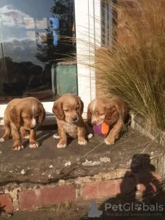 Photo №3. Beaux chiots Cocker Spaniel. USA