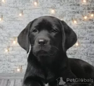 Photo №4. Je vais vendre labrador retriever en ville de Dnipro. annonce privée - prix - 251€