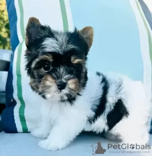 Photo №1. yorkshire terrier - à vendre en ville de Florida | 379€ | Annonce №127302