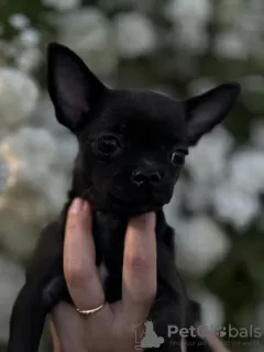 Photos supplémentaires: Sable pour Chihuahua