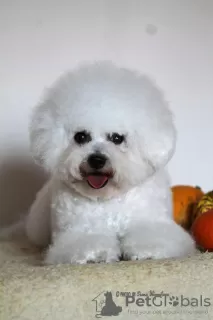 Photos supplémentaires: Chiots bichon frisé