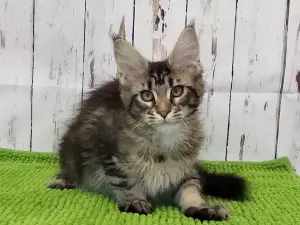 Photo №2 de l'annonce № 1241 de la vente maine coon - acheter à Fédération de Russie de la fourrière