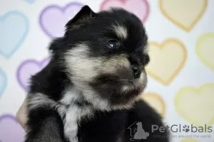 Photos supplémentaires: Chiots Spitz de Poméranie