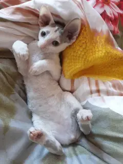 Photo №4. Je vais vendre cornish rex en ville de Moscou. annonce privée - prix - 449€