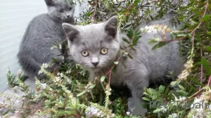 Photo №1. british shorthair - à vendre en ville de Vienna | 300€ | Annonce № 88467