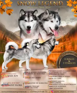 Photo №1. malamute de l'alaska - à vendre en ville de Москва | Négocié | Annonce №4925