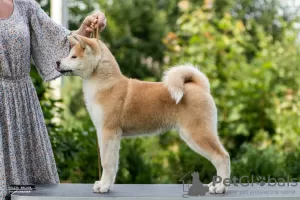 Photo №1. akita (chien) - à vendre en ville de Minsk | négocié | Annonce №10264